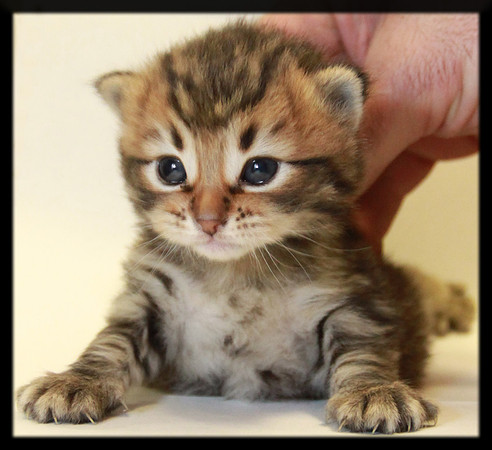 Kitten
